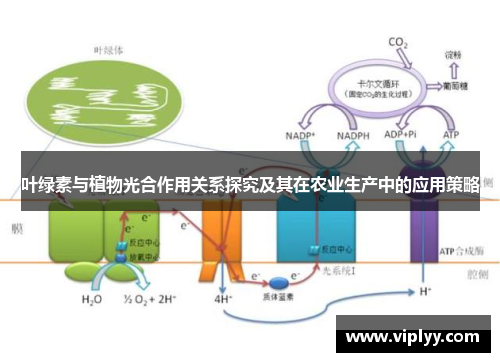 叶绿素与植物光合作用关系探究及其在农业生产中的应用策略